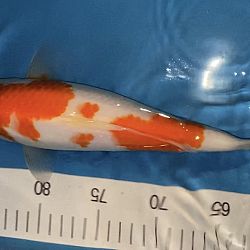 Koi vijver by night: afbeelding 1
