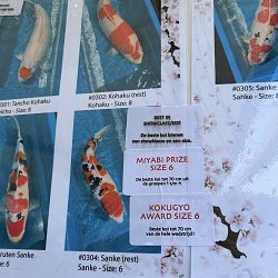 Koi voor Koi-Show: afbeelding 2