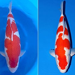 Koi voor Koi-Show: afbeelding 4