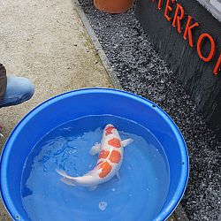 Koi weggeefdag: afbeelding 3