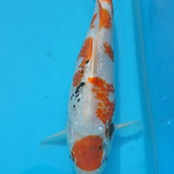 Lilliputterke en Schanulleke: afbeelding 1