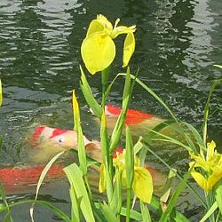 Lilliputterke en Schanulleke: afbeelding 3