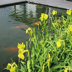 Lilliputterke en Schanulleke: afbeelding 4