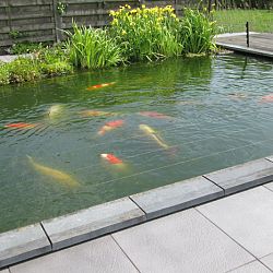 Lilliputterke en Schanulleke: afbeelding 7
