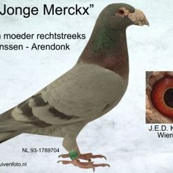 Mag het ook iets anders zijn dan koi: afbeelding 1