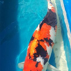 Maruten Godan Kohaku: afbeelding 2