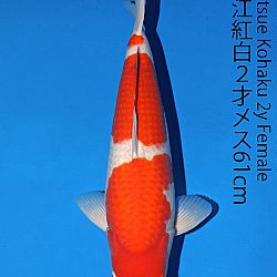 Matsue en Sakai Kai@Narita: afbeelding 5