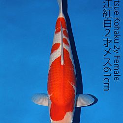 Matsue en Sakai Kai@Narita: afbeelding 16