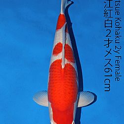 Matsue en Sakai Kai@Narita: afbeelding 18