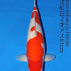 Matsue en Sakai Kai@Narita: afbeelding 21