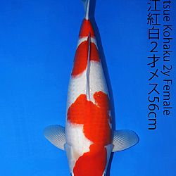 Matsue en Sakai Kai@Narita: afbeelding 29