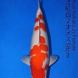 Matsue en Sakai Kai@Narita: afbeelding 30