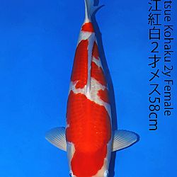 Matsue en Sakai Kai@Narita: afbeelding 32
