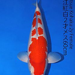 Matsue en Sakai Kai@Narita: afbeelding 33