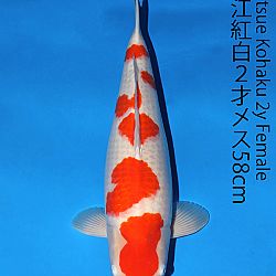 Matsue en Sakai Kai@Narita: afbeelding 34