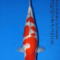 Matsue en Sakai Kai@Narita: afbeelding 35