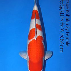 Matsue en Sakai Kai@Narita: afbeelding 37