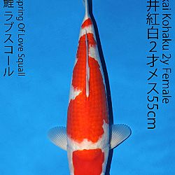 Matsue en Sakai Kai@Narita: afbeelding 38