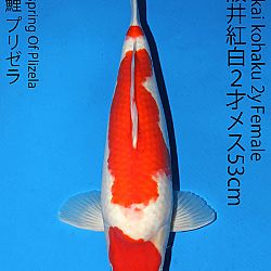 Matsue en Sakai Kai@Narita: afbeelding 39