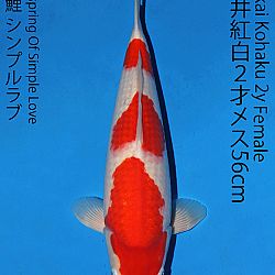 Matsue en Sakai Kai@Narita: afbeelding 40