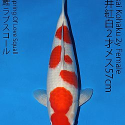 Matsue en Sakai Kai@Narita: afbeelding 41