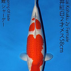 Matsue en Sakai Kai@Narita: afbeelding 42