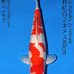 Matsue en Sakai Kai@Narita: afbeelding 43