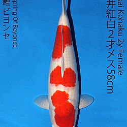 Matsue en Sakai Kai@Narita: afbeelding 44