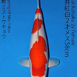 Matsue en Sakai Kai@Narita: afbeelding 45