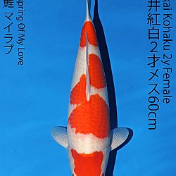 Matsue en Sakai Kai@Narita: afbeelding 46