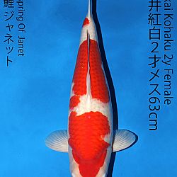 Matsue en Sakai Kai@Narita: afbeelding 47