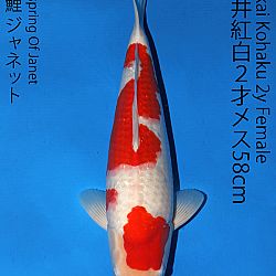 Matsue en Sakai Kai@Narita: afbeelding 48