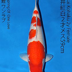 Matsue en Sakai Kai@Narita: afbeelding 49