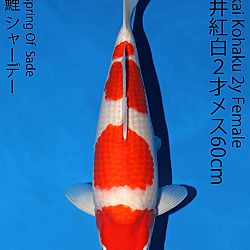 Matsue en Sakai Kai@Narita: afbeelding 50