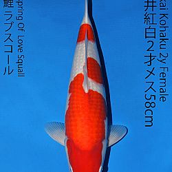 Matsue en Sakai Kai@Narita: afbeelding 51