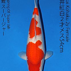 Matsue en Sakai Kai@Narita: afbeelding 52