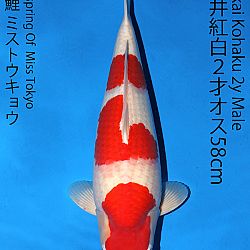 Matsue en Sakai Kai@Narita: afbeelding 53