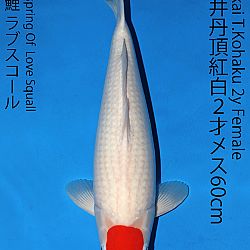 Matsue en Sakai Kai@Narita: afbeelding 54