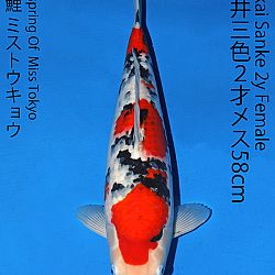 Matsue en Sakai Kai@Narita: afbeelding 55