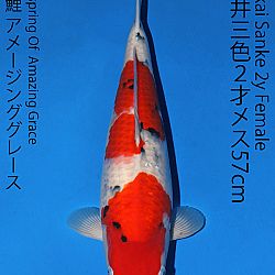 Matsue en Sakai Kai@Narita: afbeelding 56