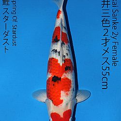 Matsue en Sakai Kai@Narita: afbeelding 57