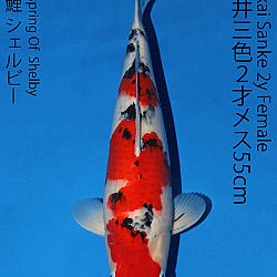 Matsue en Sakai Kai@Narita: afbeelding 58