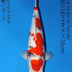 Matsue en Sakai Kai@Narita: afbeelding 59