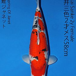 Matsue en Sakai Kai@Narita: afbeelding 60