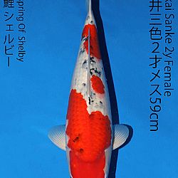 Matsue en Sakai Kai@Narita: afbeelding 61