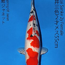Matsue en Sakai Kai@Narita: afbeelding 62