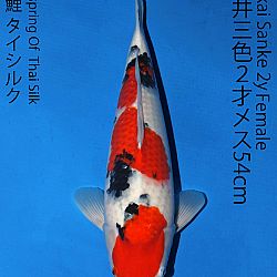 Matsue en Sakai Kai@Narita: afbeelding 63