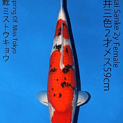 Matsue en Sakai Kai@Narita: afbeelding 64