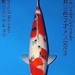 Matsue en Sakai Kai@Narita: afbeelding 65
