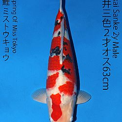 Matsue en Sakai Kai@Narita: afbeelding 66